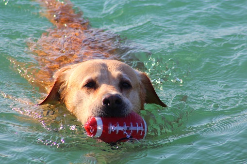 labrador cross dog at the water's edge