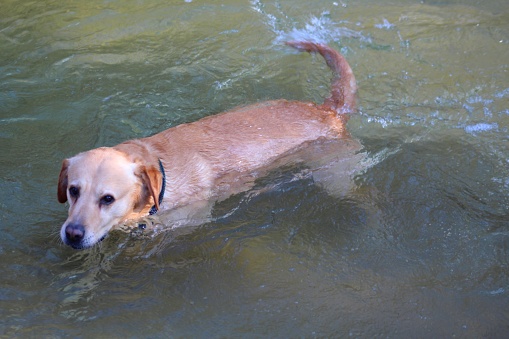 labrador cross dog at the water's edge