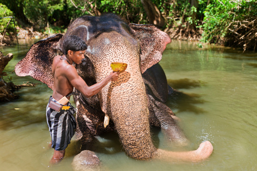 Mahout bathing his elephant in the river, Sri Lanka.  http://bem.2be.pl/IS/sri_lanka_380.jpg