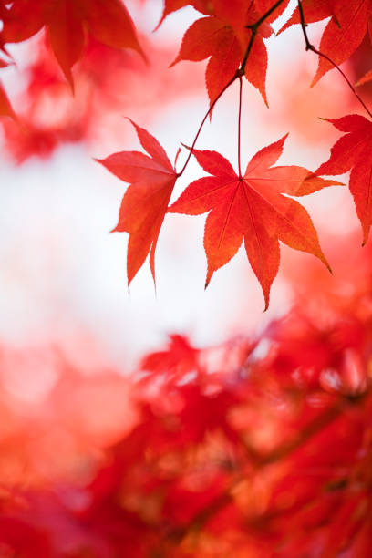 herbst rote farbe - autumn japanese maple maple tree selective focus stock-fotos und bilder