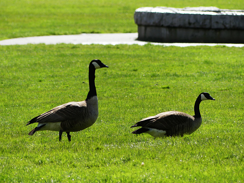 Canadian Geese walking on green grass on a sunny afternoon