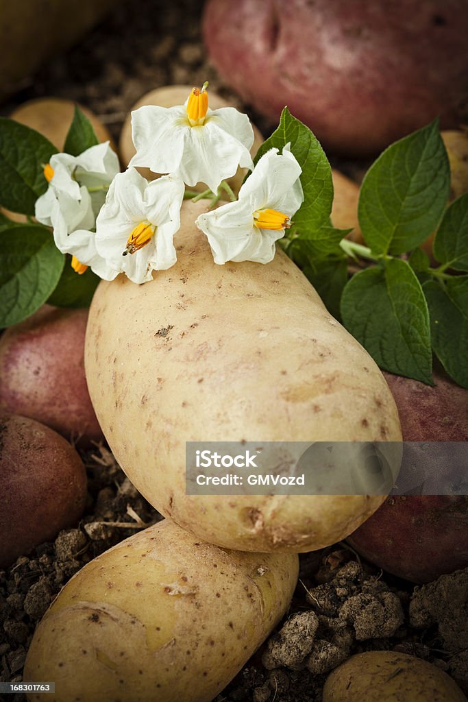 Biologique de pommes de terre - Photo de Agriculture libre de droits