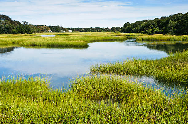 Salt Marsh at Full Tide Twice a day the waters of a healthy coastal salt marsh are refreshed by the tides bringing fresh nutriants to the plants and  animals which live there. marsh photos stock pictures, royalty-free photos & images
