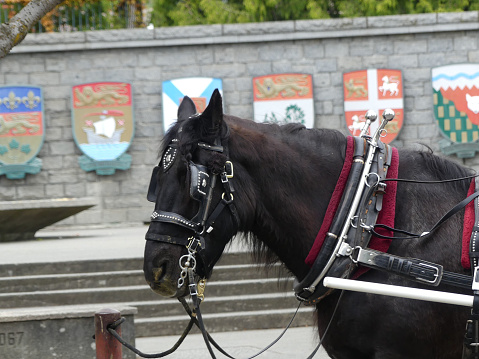 carriage horse with blinders on waiting on the side of a road in front of the parliament building in Victoria, Canada