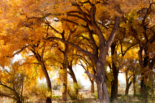 Cottonwood trees in Fall colors. Taken near the Rio Grande in Belen, New Mexico, USA.
