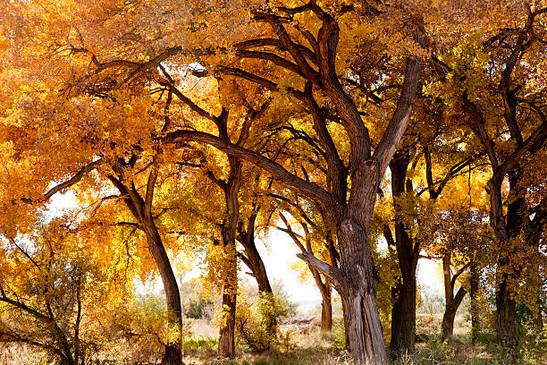 Cottonwood Trees in New Mexico USA Fall Colors Cottonwood trees in Fall colors. Taken near the Rio Grande in Belen, New Mexico, USA. cottonwood stock pictures, royalty-free photos & images