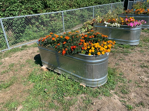 Looking out at gardening bins on a lawn in Vancouver, B.C. symbolizing urban gardening.