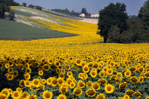 istock The sunflowers 1683031393