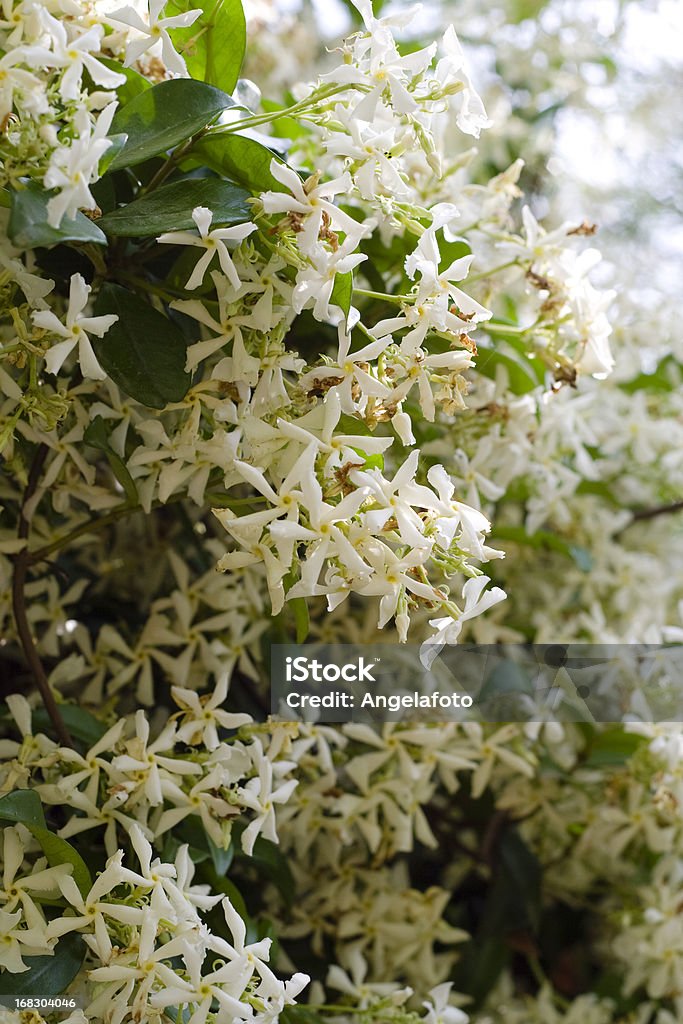 Trachelospermum Jasminoides つ星のジャスミンプラントです。 - ジャスミンのロイヤリティフリーストックフォト