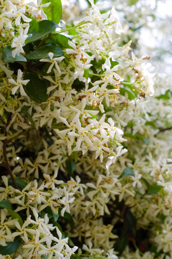 Trachelospermum jasminoides - Star jasmine plant.