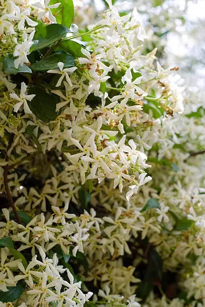 Photo of Close up of Star Jasmine plant