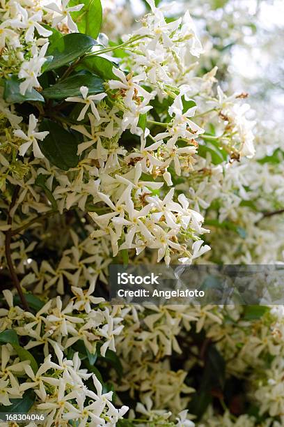 Foto de Trachelospermum Jasminoidesstar Jasmine Central e mais fotos de stock de Jasmim - Jasmim, Formato de Estrela, Perfume