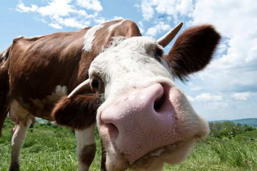 Close up of a cow on a pasture. Wide angle lens gives funny effect.