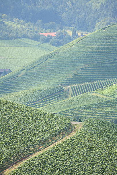istock vineyard with forest, trail farm house 168304391
