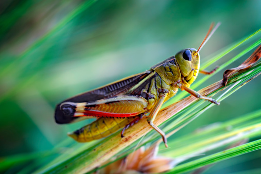 Grasshopper sitting on a blade