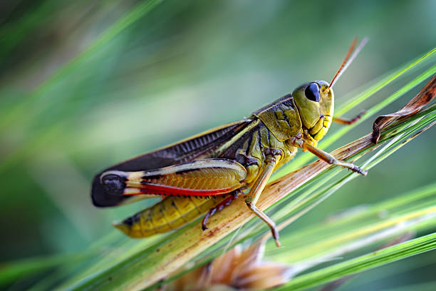 Grasshopper Grasshopper sitting on a blade grasshopper photos stock pictures, royalty-free photos & images
