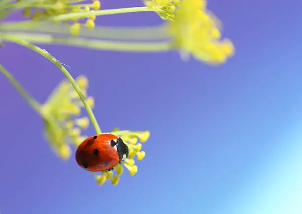 Photo of Ladybug