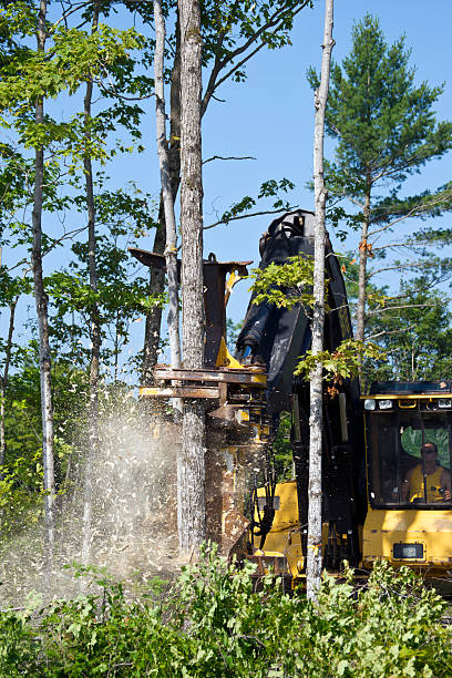 moderno de registo - silviculture imagens e fotografias de stock