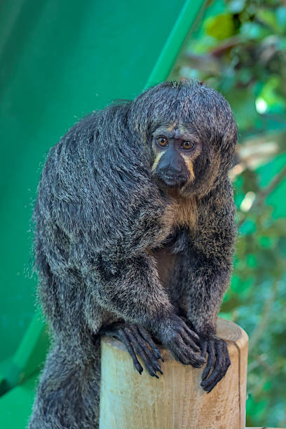 istock A saki monk monkey with sad eyes sits on a tree. 1683057048