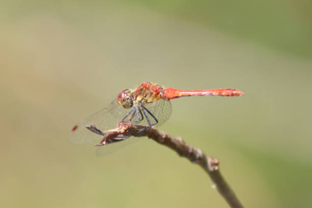 istock red dragonfly on a branch in front of green background 1683060960