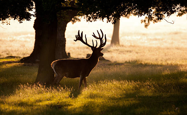 Red Deer stag Stag walking towards the rising sun richmond park stock pictures, royalty-free photos & images