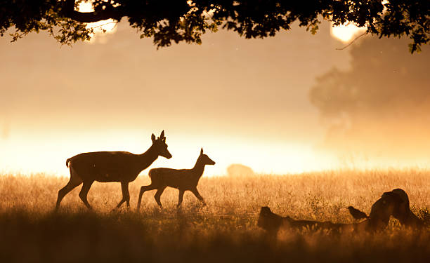 istock Deer and fawn 168306120