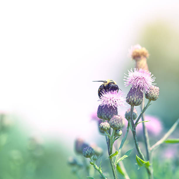 istock Bumblebee pollinating thistle in meadow 168307447