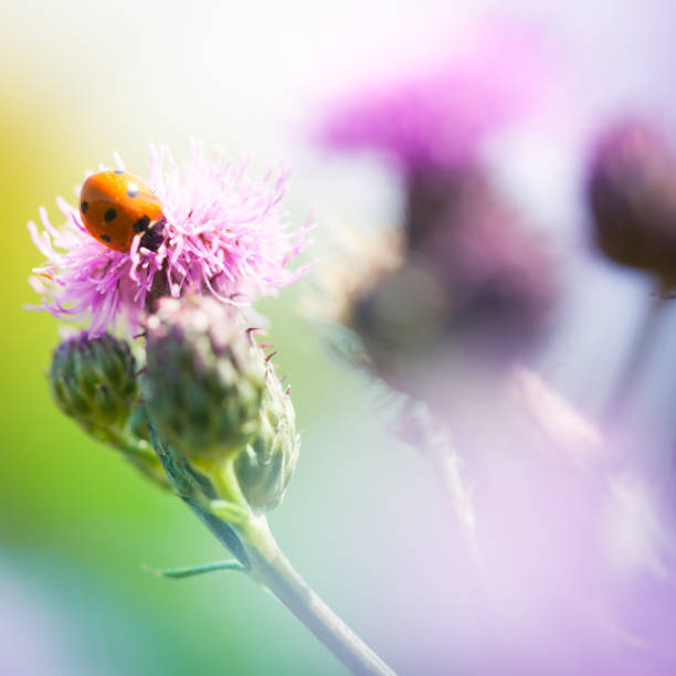 istock Ladybug in meadow walking on thistle plant 168307452