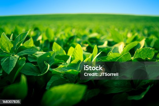 istock Robust soy bean crop basking in the sunlight 168307835