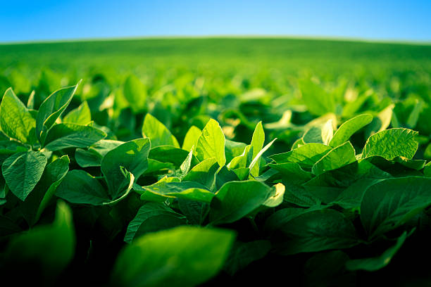 robust soy bean crop basking in the sunlight - soya fasulyesi stok fotoğraflar ve resimler