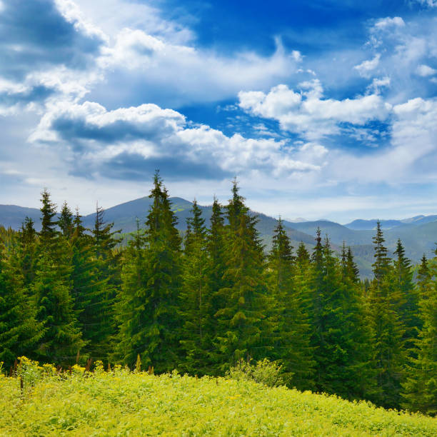 istock Beautiful pine trees on background high mountains. 1683087011