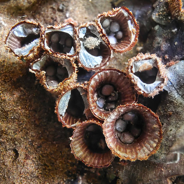 istock Nest Mushroom indonesia 1683105895