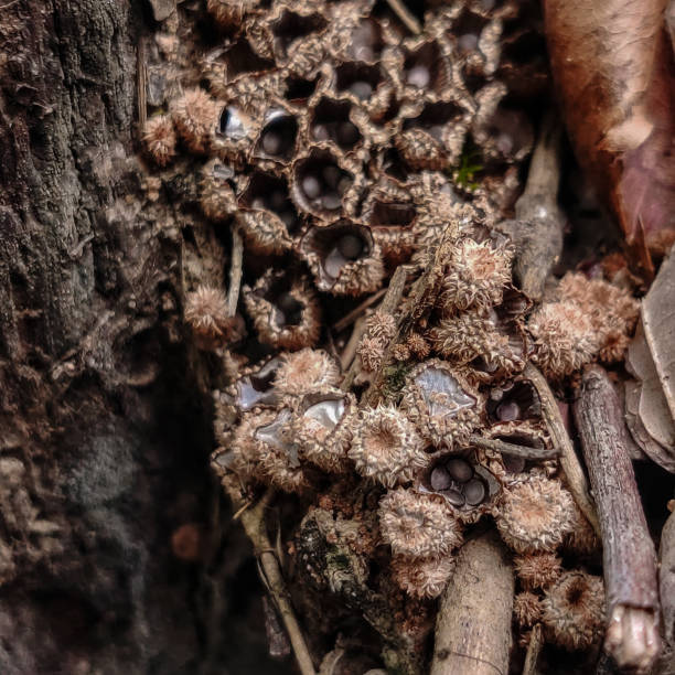 istock Nest Mushroom indonesia 1683105914