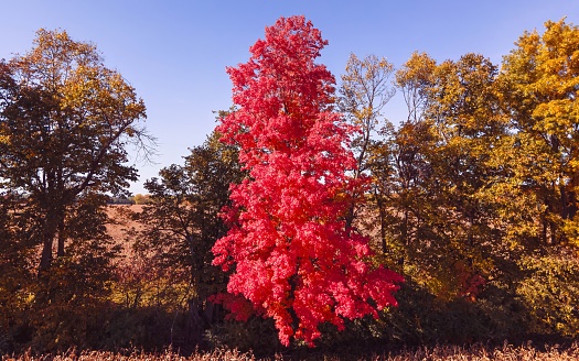 A tree stands brighter than ever with its vibrant red leaves in autumn in a field.