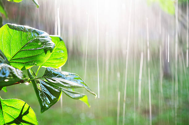 サンセットの雨 - rainforest day sunlight plant ストックフォトと画像