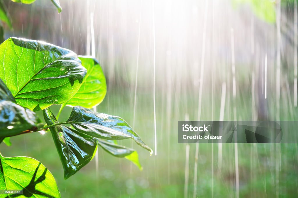 Pouring rain in sunset Low sun and heavy rain through tree. Rain Stock Photo