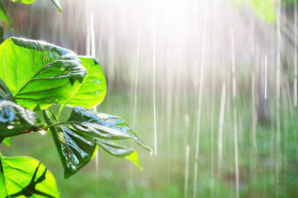 Pouring rain in sunset Low sun and heavy rain through tree. wet wood texture stock pictures, royalty-free photos & images