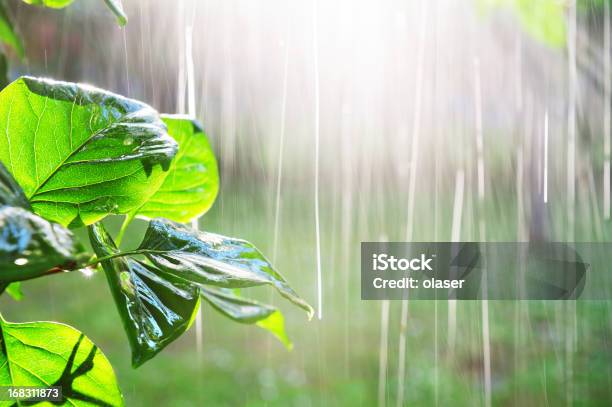 Pouring Rain In Sunset Stock Photo - Download Image Now - Rain, Forest, Plant