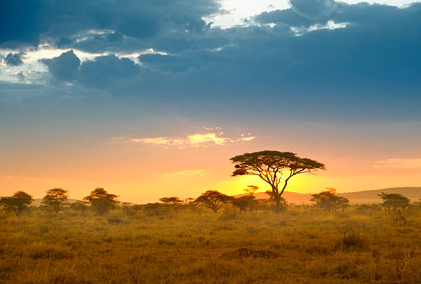 con l'acacias nel tardo pomeriggio luce, serengeti, africa - parco nazionale del serengeti foto e immagini stock