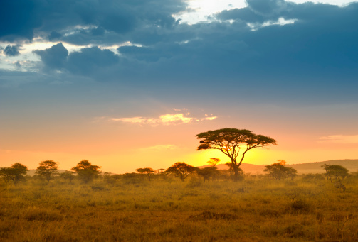 African Acacia trees in the warm light of a late afternoon, Serengeti National Park, Tanzania/East Africa.