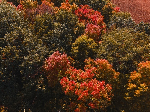 The leaves are vibrant colors in Autumn with winter on the arrival.