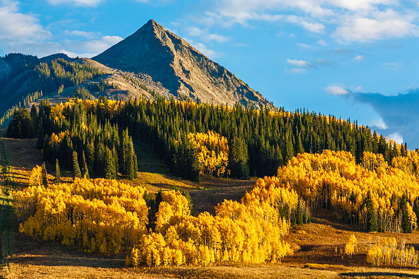 Crested Butte autumn colors at sunset sunset light turns ablaze the aspen trees on Mount Crested Butte, Colorado aspen colorado stock pictures, royalty-free photos & images
