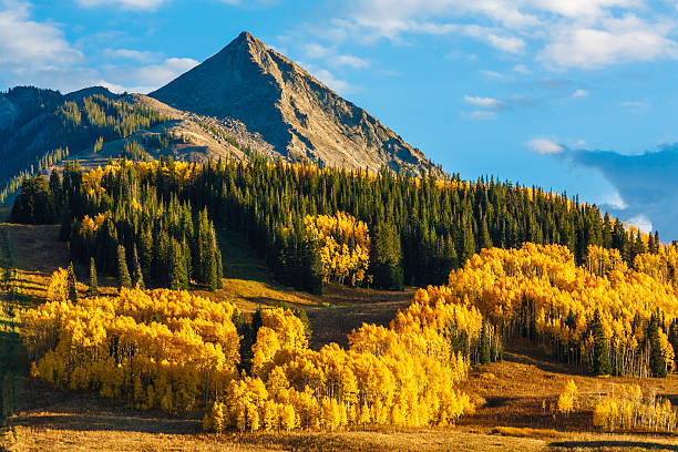 Crested Butte autumn colors at sunset sunset light turns ablaze the aspen trees on Mount Crested Butte, Colorado aspen tree stock pictures, royalty-free photos & images