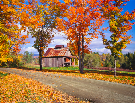 Old Rustic Sugar House surrounded By Maple Trees