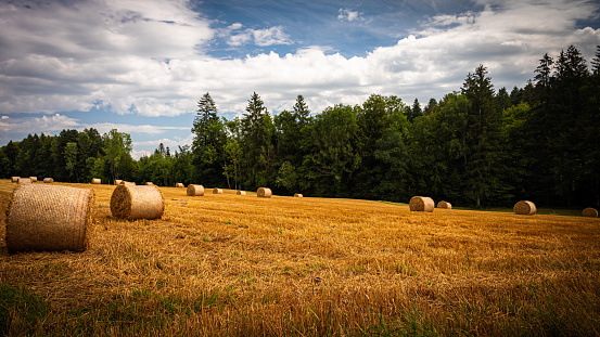 Straw bales on field. Round dry hay, sky and forest.