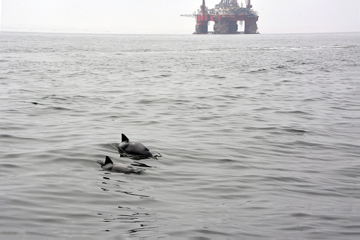 The backs of two dolphins swimming in the sea against the background of a distant oil well. Environmental protection
