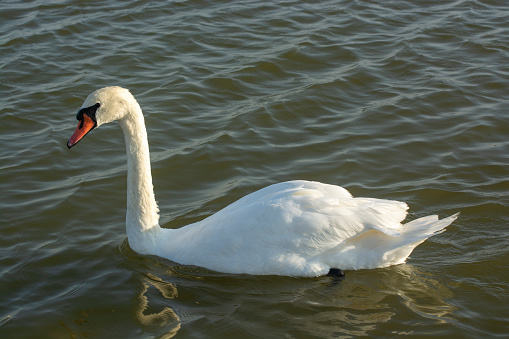 Lonely beautiful white swan sails on lake. Wild bird white swan. Beautiful white swan on the lake