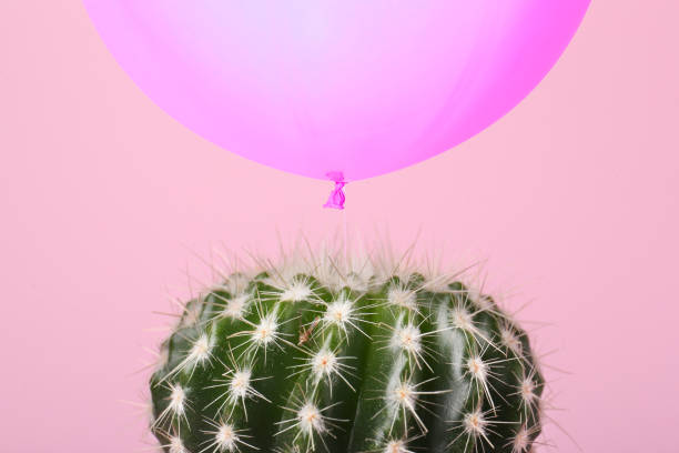 istock Violet balloon over cactus on pink background 1683152619