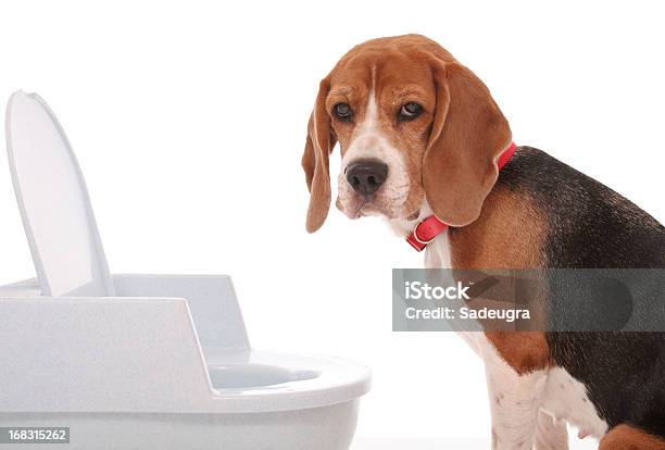 May I Have Some Privacy Stock Photo - Download Image Now - Dog, Diarrhea, Feces