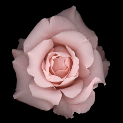 A close-up of a romantic pale pink rose isolated on a black background.  Very shallow depth of field. 